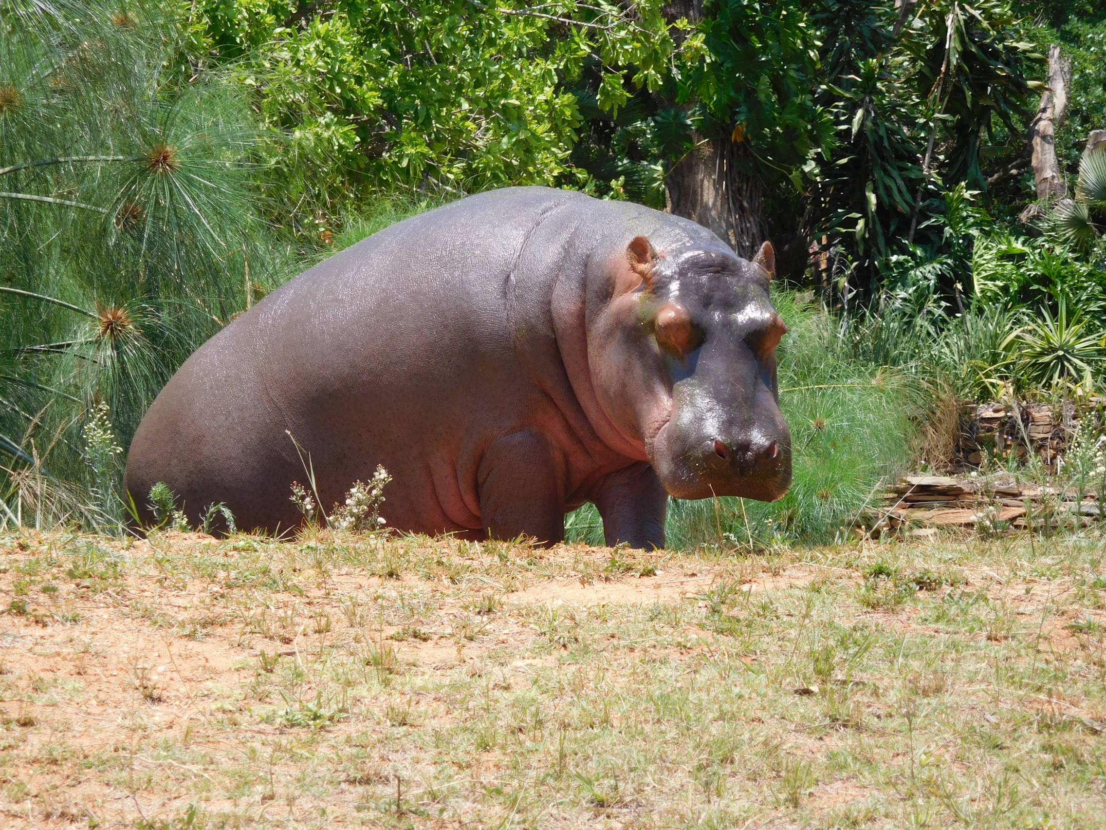 1 hippo