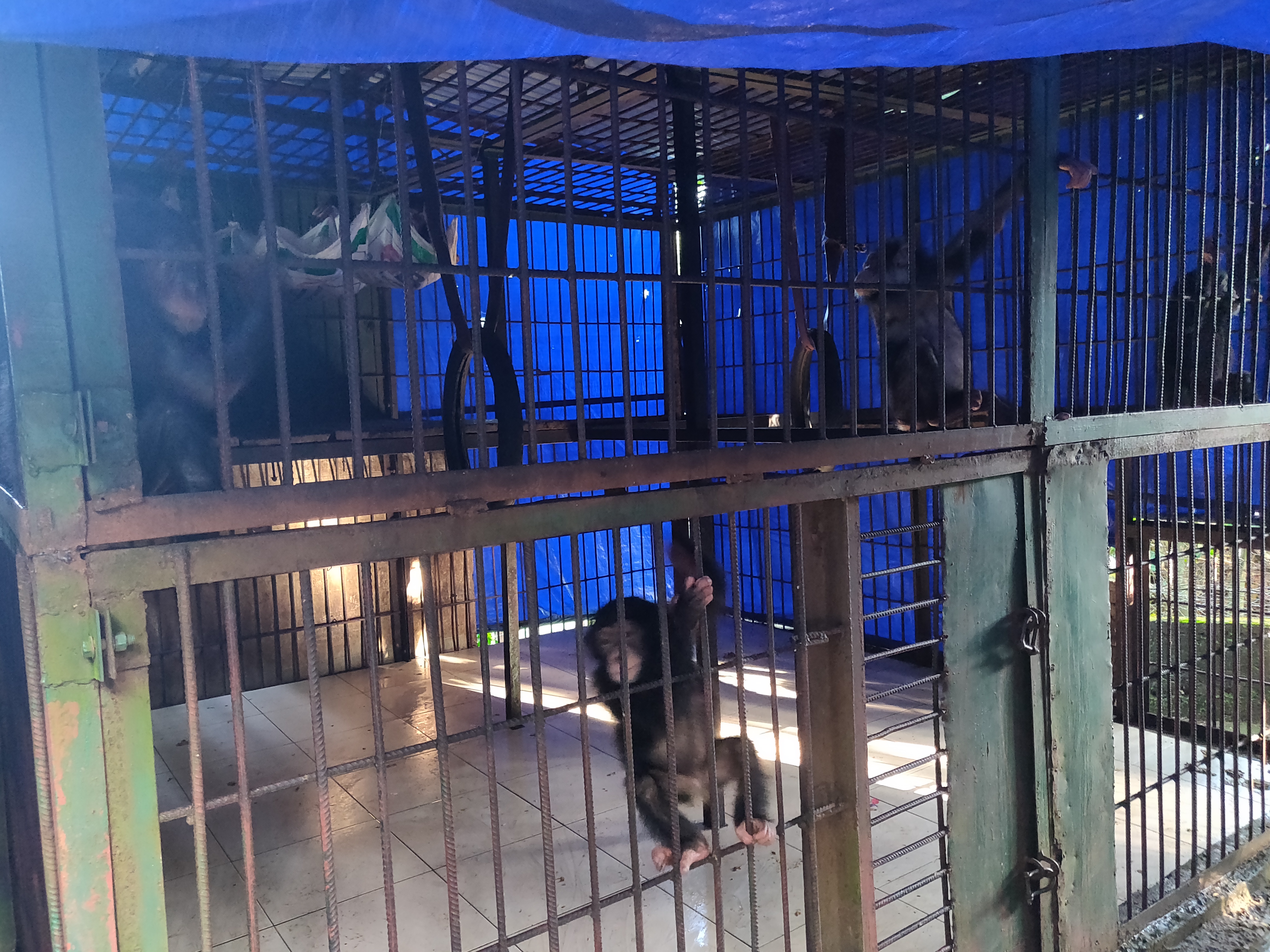 Orphaned Chimp Project at Tacugama Chimp Sanctuary